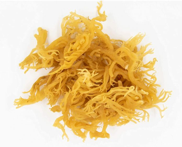 7 Best Sea Moss Health Benefits