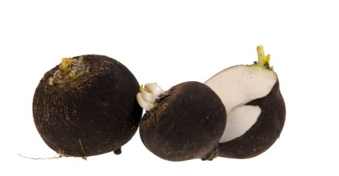spanish black radish candida
