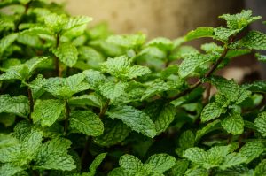 Health benefits of spearmint