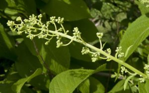 Health benefits of thunder god vine