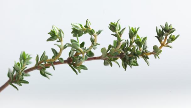 Health benefits of thyme