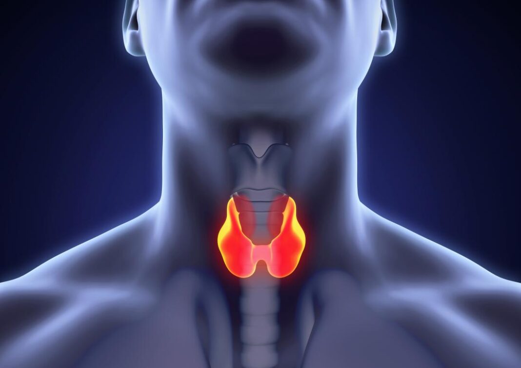 thyroid-gland-in-neck-highlighted-in-3d-image-to-represent-medullary-thyroid-cancer thyroid cancer