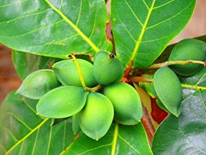 tropical almond benefits