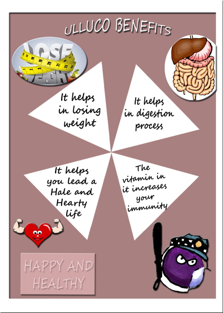Ulluco: Top 10 Essential Health Benefits Health benefits of ulluco