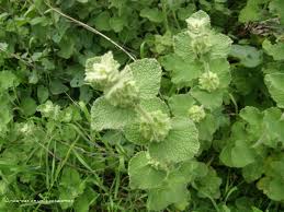 white horehound